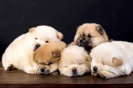 fluffy chow-chow puppy(40 day)の写真素材
