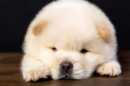 fluffy chow-chow puppy(40 day)の写真素材