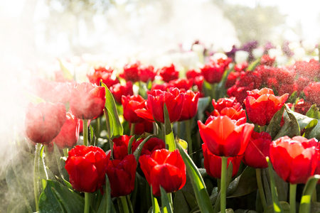 Beautiful tulip spring flower with water drops in garden of morning sunlight mist with spraying water on blurred flower field background in warm tone morning sunlight.の写真素材