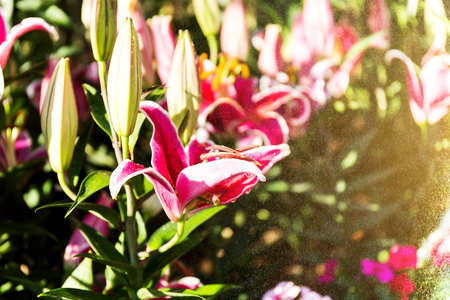Beautiful pink lilies spring flower with water drops in garden of morning sunlight mist with spraying water on blurred flower field background in warm tone morning sunlight.の写真素材