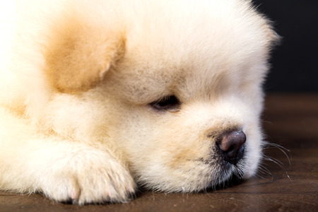 fluffy chow-chow puppy(40 day)の写真素材