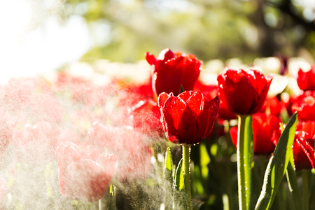Beautiful tulip spring flower with water drops in garden of morning sunlight mist with spraying water on blurred flower field background in warm tone morning sunlight.の写真素材