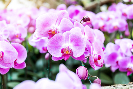 Close-up of orchid flower in garden at winter or spring day, Phalaenopsis orchid.の写真素材