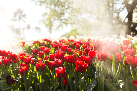 Beautiful tulip spring flower with water drops in garden of morning sunlight mist with spraying water on blurred flower field background in warm tone morning sunlight.の写真素材