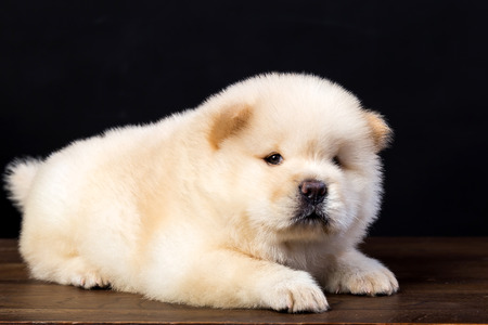 fluffy chow-chow puppy(40 day)の写真素材