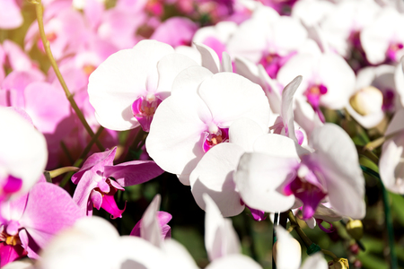 Close-up of orchid flower in garden at winter or spring day, Phalaenopsis orchid.の写真素材