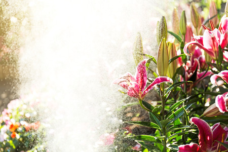 Beautiful pink lilies spring flower with water drops in garden of morning sunlight mist with spraying water on blurred flower field background in warm tone morning sunlight.の写真素材