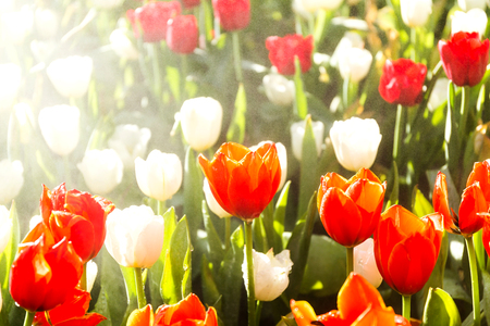 Beautiful tulip spring flower with water drops in garden of morning sunlight mist with spraying water on blurred flower field background in warm tone morning sunlight.の写真素材