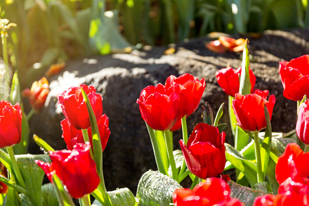 Beautiful tulip spring flower with water drops in garden of morning sunlight mist with spraying water on blurred flower field background in warm tone morning sunlight.の写真素材