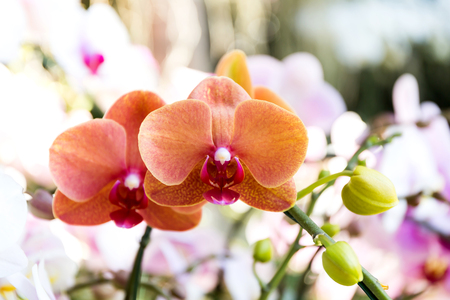 Close-up of orchid flower in garden at winter or spring day, Phalaenopsis orchid.の写真素材