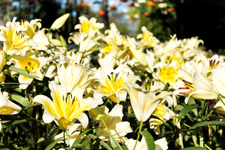 Beautiful yellow lilies spring flower in garden of morning sunlight on blurred flower field background in warm tone morning sunlight.の写真素材