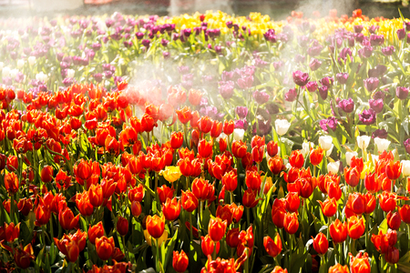 Beautiful tulip spring flower with water drops in garden of morning sunlight mist with spraying water on blurred flower field background in warm tone morning sunlight.の写真素材