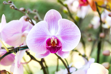Close-up of orchid flower in garden at winter or spring day, Phalaenopsis orchid.の写真素材