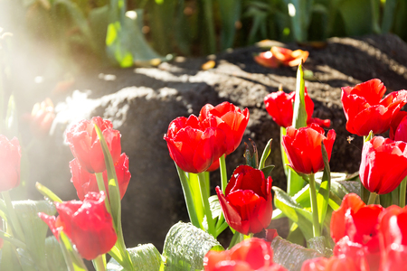 Beautiful tulip spring flower with water drops in garden of morning sunlight mist with spraying water on blurred flower field background in warm tone morning sunlight.の写真素材