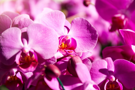 Close-up of orchid flower in garden at winter or spring day, Phalaenopsis orchid.の写真素材