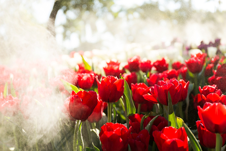 Beautiful tulip spring flower with water drops in garden of morning sunlight mist with spraying water on blurred flower field background in warm tone morning sunlight.の写真素材