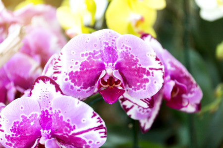 Close-up of orchid flower in garden at winter or spring day, Phalaenopsis orchid.の写真素材