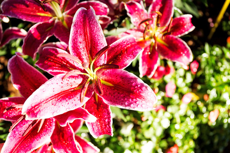 Beautiful pink lilies spring flower with water drops in garden of morning sunlight mist with spraying water on blurred flower field background in warm tone morning sunlight.の写真素材