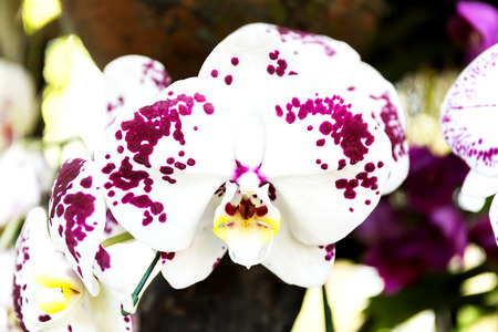 Close-up of orchid flower in garden at winter or spring day, Phalaenopsis orchid.の写真素材