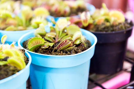 Venus flytrap (Dionaea muscipula), carnivorous plantの写真素材