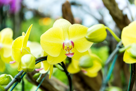 Close-up of orchid flower in garden at winter or spring day, Phalaenopsis orchid.の写真素材