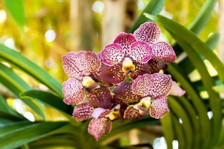 Close-up of orchid flower in garden at winter or spring day, Phalaenopsis orchid.の写真素材