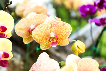 Close-up of orchid flower in garden at winter or spring day, Phalaenopsis orchid.の写真素材
