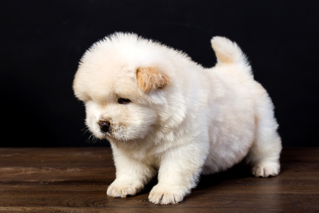 fluffy chow-chow puppy(40 day)の写真素材