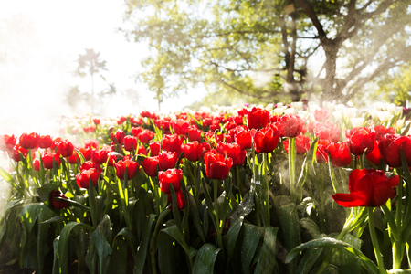 Beautiful tulip spring flower with water drops in garden of morning sunlight mist with spraying water on blurred flower field background in warm tone morning sunlight.の写真素材