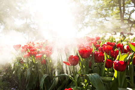 Beautiful tulip spring flower with water drops in garden of morning sunlight mist with spraying water on blurred flower field background in warm tone morning sunlight.の写真素材