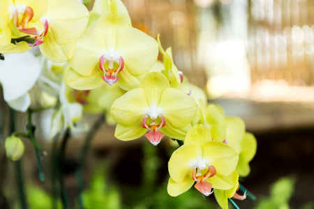 Close-up of orchid flower in garden at winter or spring day, Phalaenopsis orchid.の写真素材