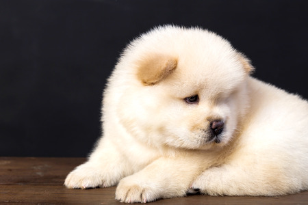fluffy chow-chow puppy(40 day)の写真素材