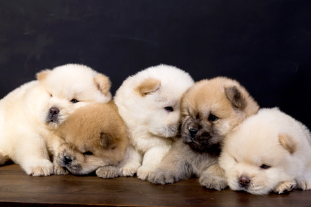 fluffy chow-chow puppy(40 day)の写真素材