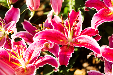 Beautiful pink lilies spring flower in garden of morning sunlight on blurred flower field background in warm tone morning sunlight.の写真素材
