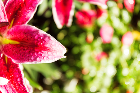 Beautiful pink lilies spring flower with water drops in garden of morning sunlight mist with spraying water on blurred flower field background in warm tone morning sunlight.の写真素材