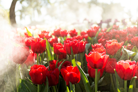 Beautiful tulip spring flower with water drops in garden of morning sunlight mist with spraying water on blurred flower field background in warm tone morning sunlight.の写真素材