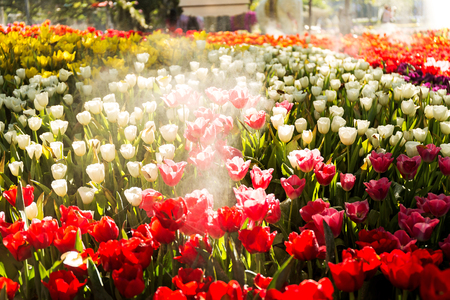 Beautiful tulip spring flower with water drops in garden of morning sunlight mist with spraying water on blurred flower field background in warm tone morning sunlight.の写真素材