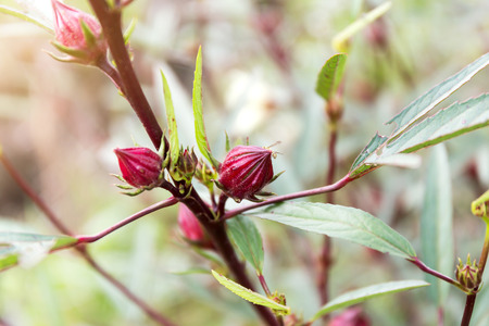 Hibiscus sabdariffa or roselle fruits flowerの写真素材