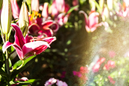 Beautiful pink lilies spring flower with water drops in garden of morning sunlight mist with spraying water on blurred flower field background in warm tone morning sunlight.の写真素材