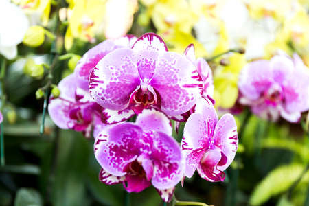 Close-up of orchid flower in garden at winter or spring day, Phalaenopsis orchid.の写真素材