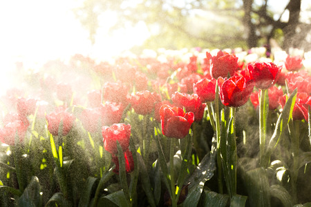 Beautiful tulip spring flower with water drops in garden of morning sunlight mist with spraying water on blurred flower field background in warm tone morning sunlight.の写真素材