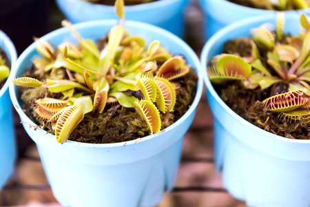 Venus flytrap (Dionaea muscipula), carnivorous plantの写真素材