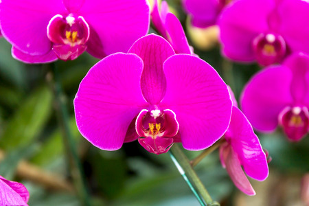 Close-up of orchid flower in garden at winter or spring day, Phalaenopsis orchid.の写真素材