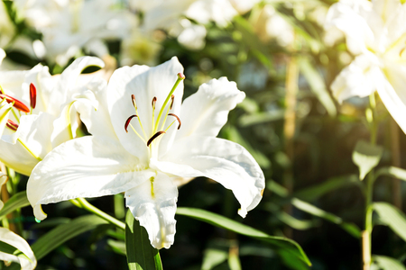 Beautiful white lilies spring flower in garden of morning sunlight on blurred flower field background in warm tone morning sunlight.の写真素材