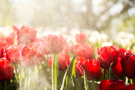 Beautiful tulip spring flower with water drops in garden of morning sunlight mist with spraying water on blurred flower field background in warm tone morning sunlight.の写真素材