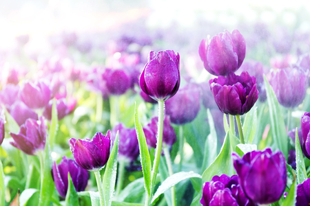 Beautiful tulip spring flower with water drops in garden of morning sunlight mist with spraying water on blurred flower field background in warm tone morning sunlight.の写真素材