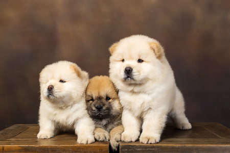 fluffy chow-chow puppy(40 day)の写真素材
