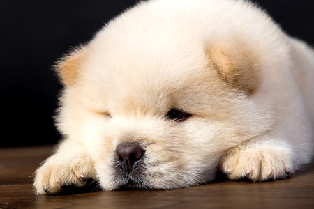 fluffy chow-chow puppy(40 day)の写真素材