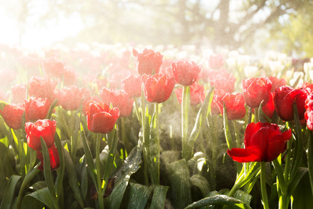 Beautiful tulip spring flower with water drops in garden of morning sunlight mist with spraying water on blurred flower field background in warm tone morning sunlight.の写真素材
