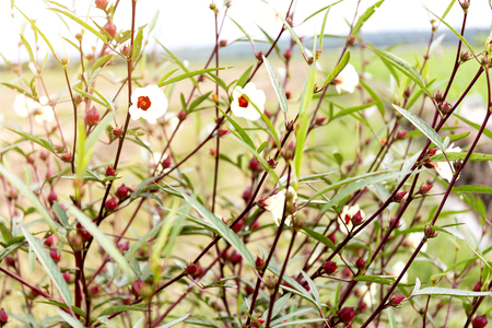 Hibiscus sabdariffa or roselle fruits flowerの写真素材